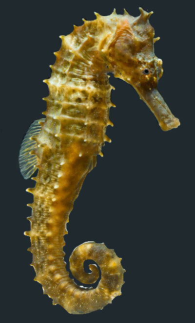 Hippocampus hippocampus_07.jpg